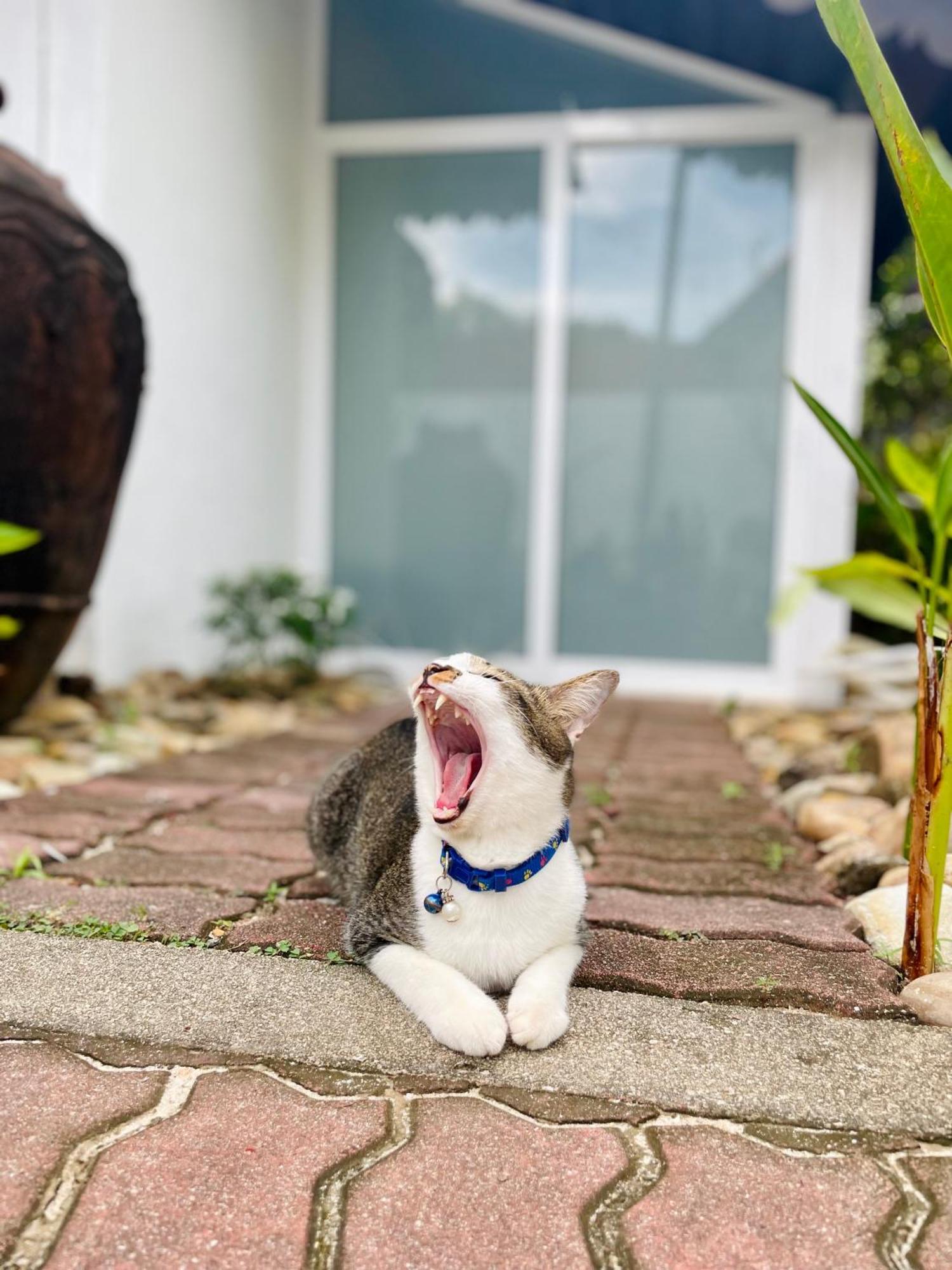 Attitude Resort Langkawi パンタイ・サナング エクステリア 写真